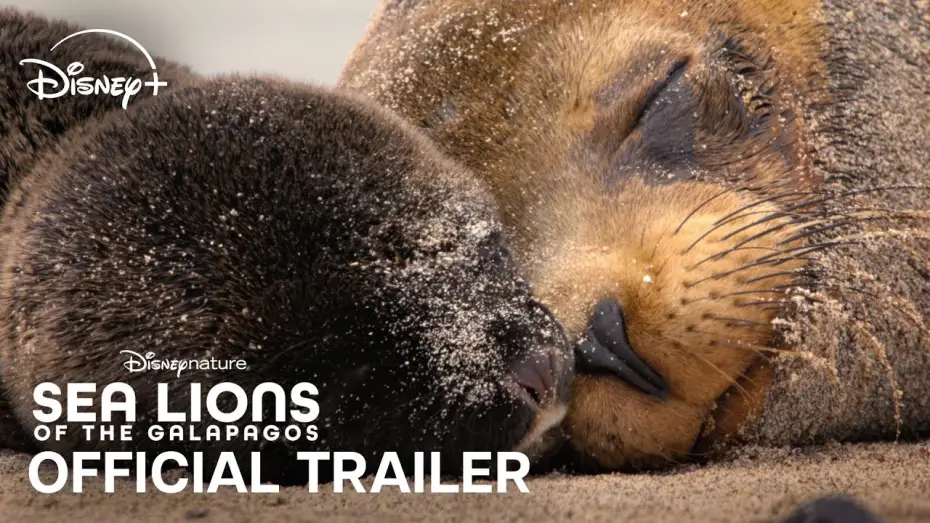 Video for the film Sea Lions of the Galapagos — Official Trailer