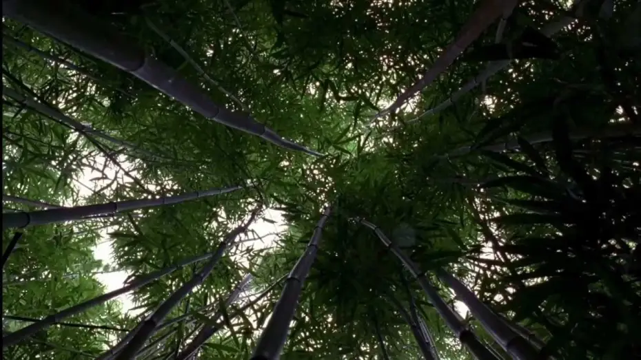 Видео к сериалу Lost — LOST: Opening Scene 1x01 - Bamboo Forest