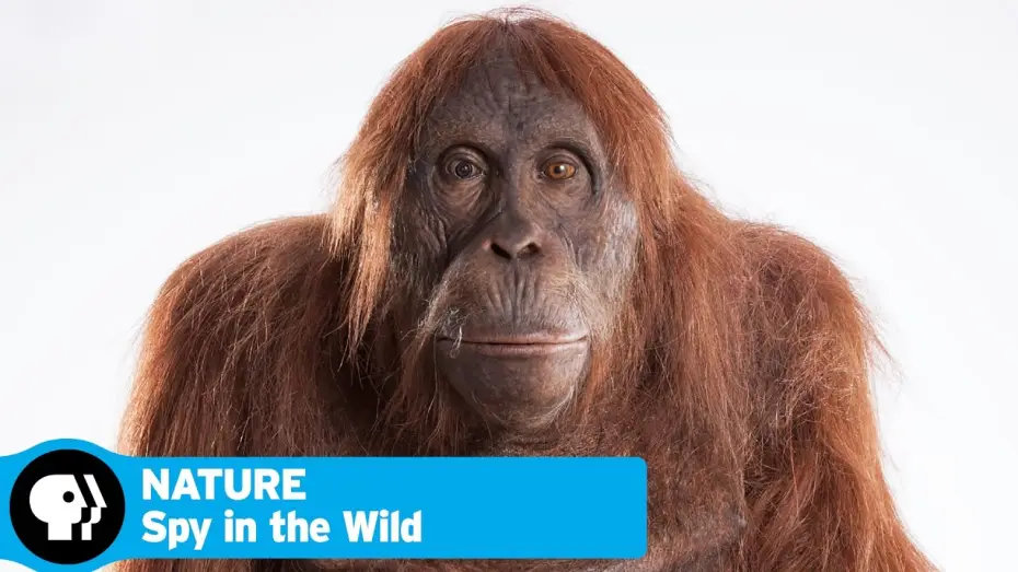 Video for the series Nature — SPY IN THE WILD on NATURE | Official Trailer | PBS