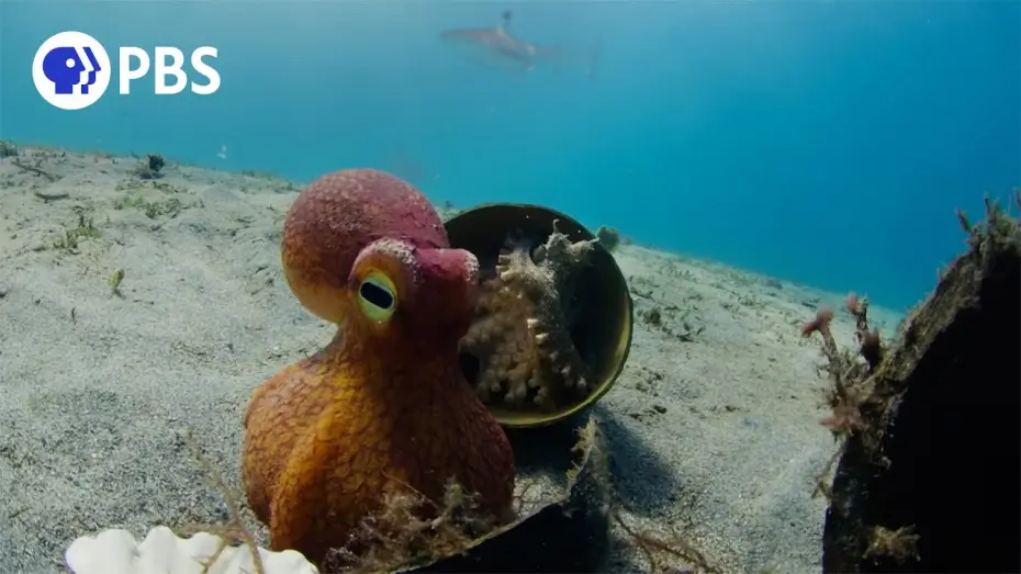 Video for the series Nature — Spy Octopus Helps Friend Hide From Shark