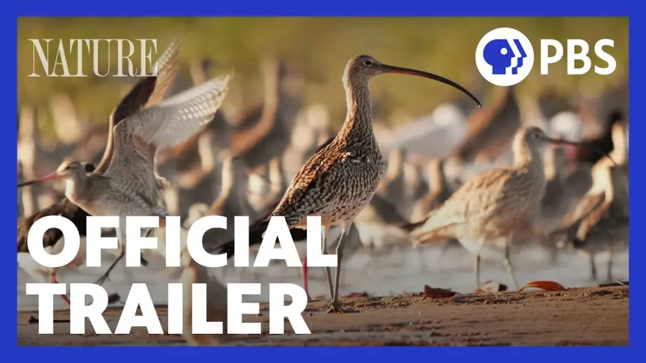 Video for the series Nature — Flyways | Official Trailer | NATURE | PBS