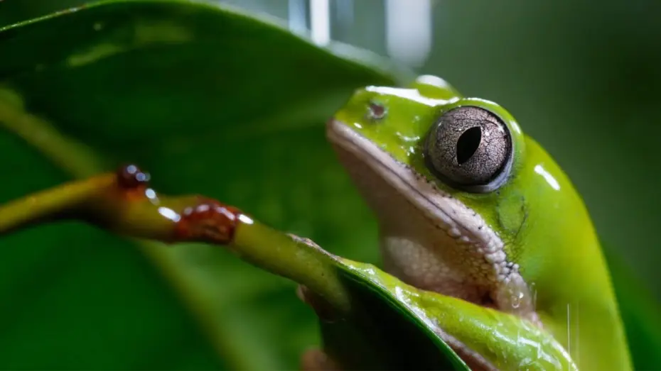 Video for the series A Perfect Planet — A Perfect Planet: Extended Trailer | New David Attenborough Series | BBC Earth