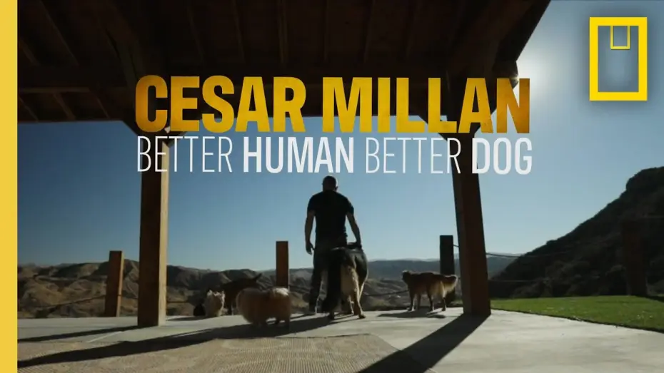Video for the series Cesar Millan: Better Human, Better Dog — Better Human, Better Dog | National Geographic