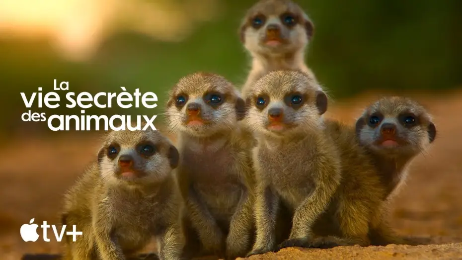 Video for the series The Secret Lives of Animals — Bande-annonce officielle