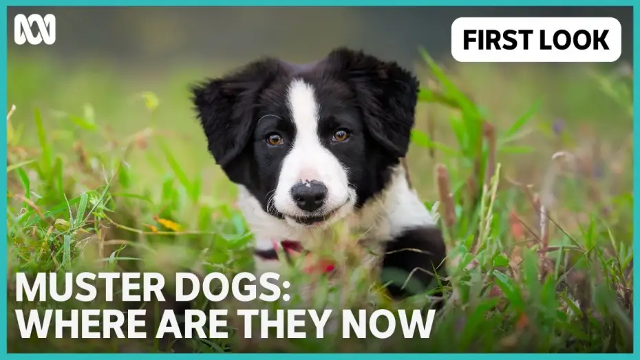 Video for the series Muster Dogs: Where Are They Now — Muster Dogs: Where Are They Now | ABC TV