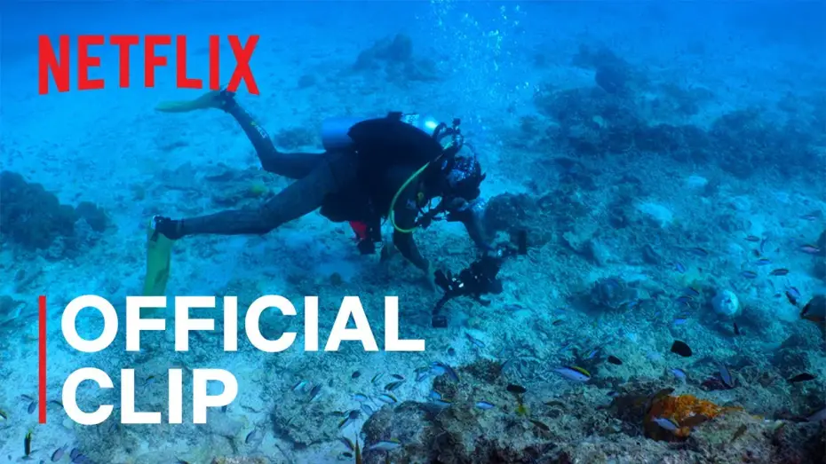 Video for the series All the Sharks — Official Clip