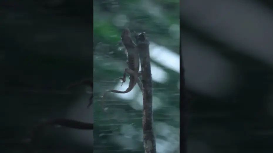 Video for the series Force of Nature — Tiny Lizards Battle Nature's Fierce Winds | Force of Nature