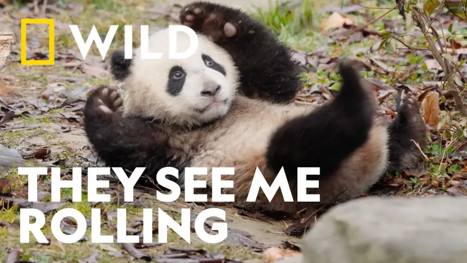 Video for the series Panda School — Mastering the Art of the Roly-Poly | Panda School | National Geographic WILD UK