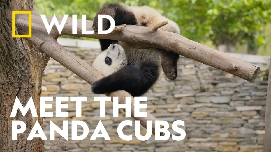Video for the series Panda School — Meet The World's Cutest Students | Panda School | National Geographic WILD UK