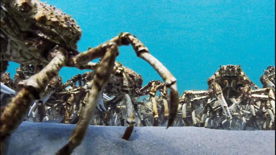 Видео к сериалу Planet Earth II — Army Of Spider Crabs Shed Their Shells | Blue Planet II