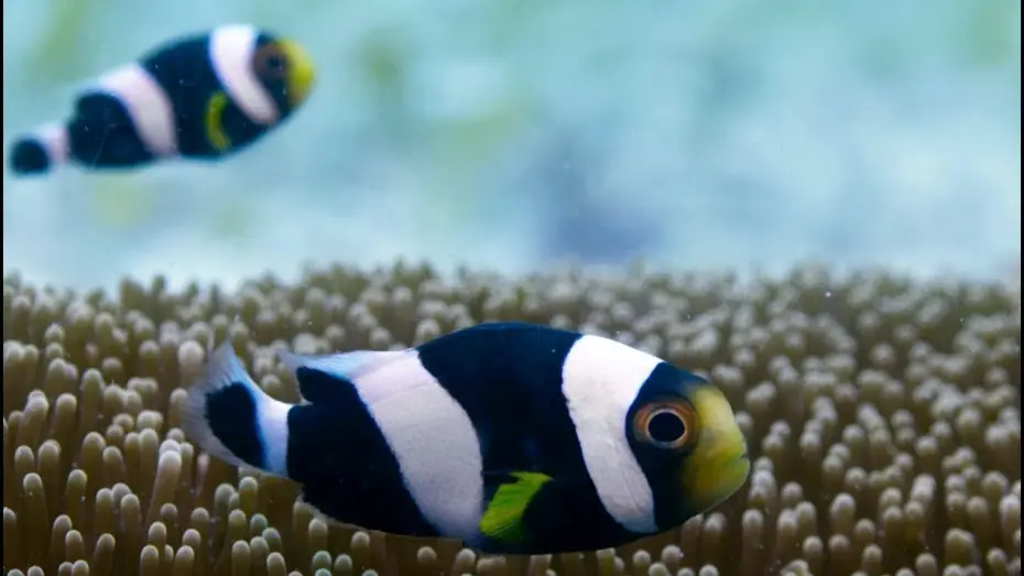 Видео к сериалу Planet Earth II — Incredible Teamwork From Little Clownfish | Blue Planet II