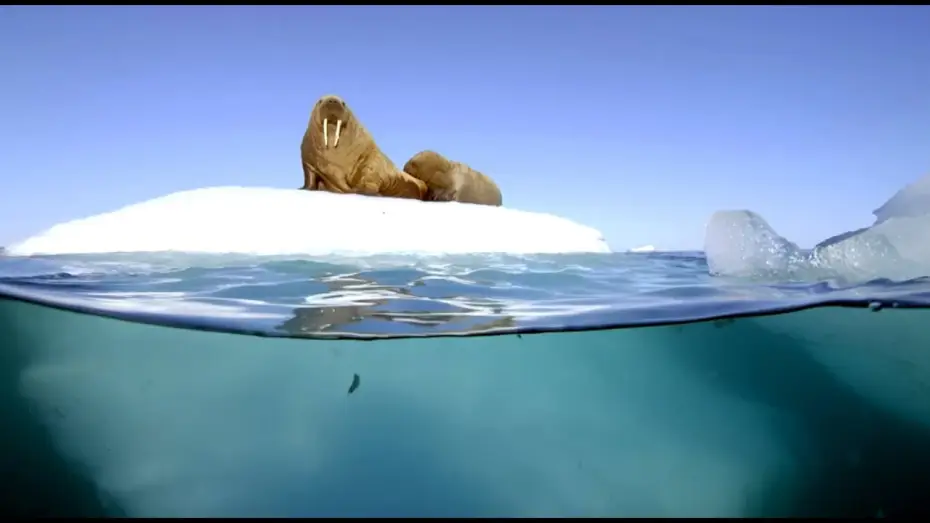 Видео к сериалу Planet Earth II — Filming Walrus With The Megadome | Blue Planet II | Behind The Scenes
