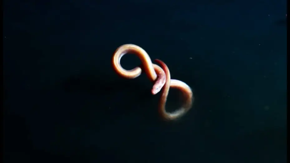 Видео к сериалу Planet Earth II — Eel Suffers Toxic Shock From Brine Pool | Blue Planet II
