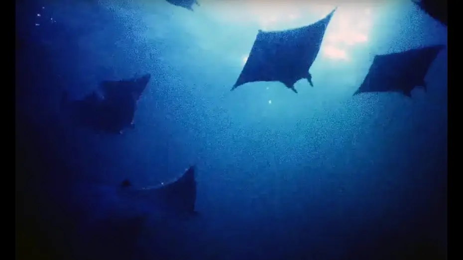 Видео к сериалу Planet Earth II — Filming Hundreds Of Mobula Rays At Night | Blue Planet II Behind The Scenes