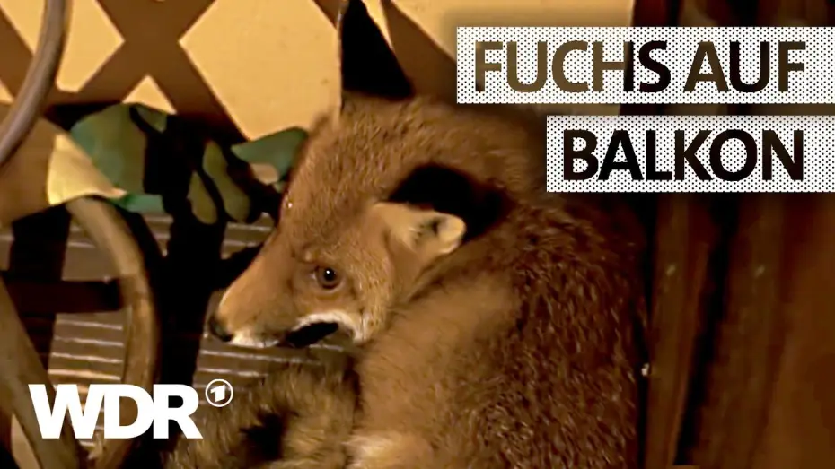 Video for the series Feuer & Flamme — Feuer & Flamme | Fuchs auf einem Balkon | WDR