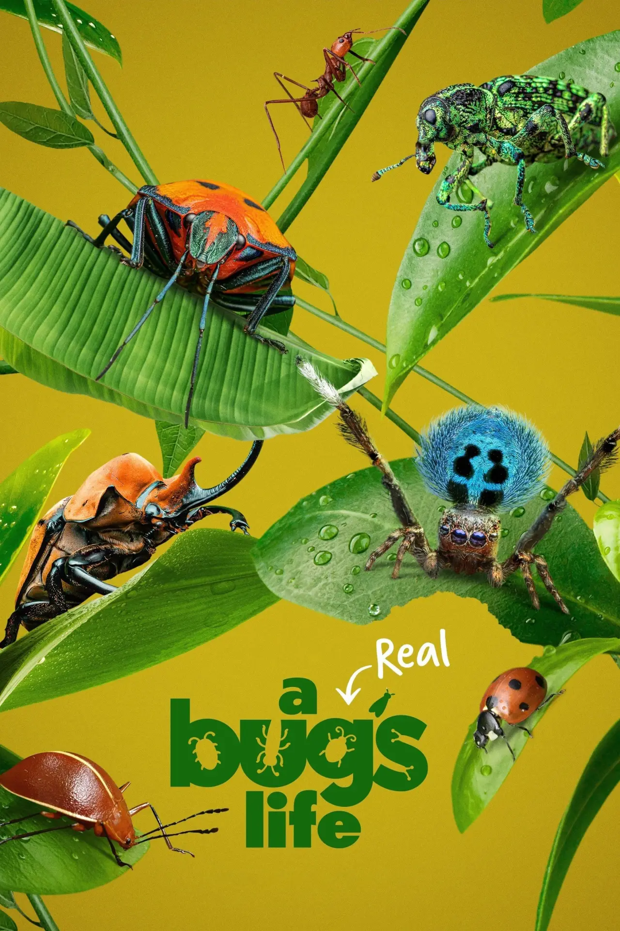 Series poster "A Real Bug