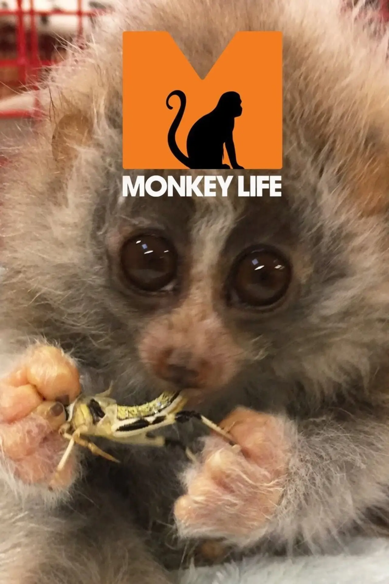 Series poster "Monkey Life"