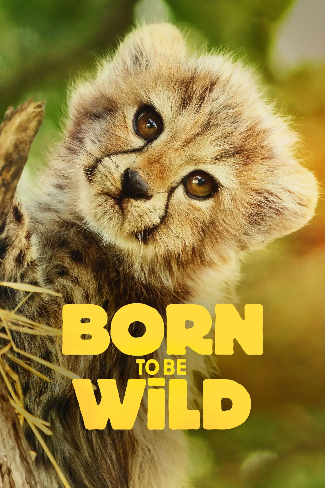 Series poster "Born to Be Wild"