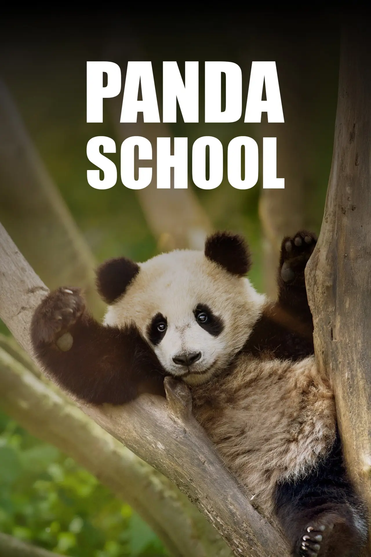Series poster "Panda School"