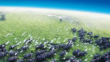 Backdrop к сериалу "Planet Earth" #1366823