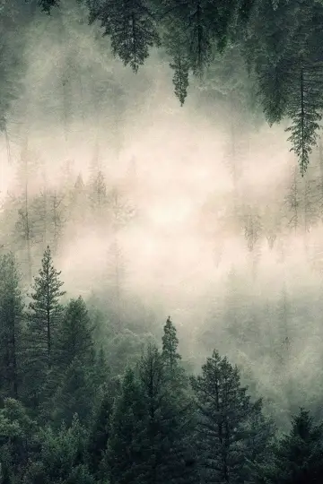 Poster for the TV series "Twin Peaks" #1274742