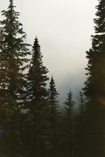 Poster for the TV series "Twin Peaks" #1274754
