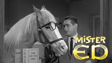 Backdrop for the TV series "Mister Ed" #1392629