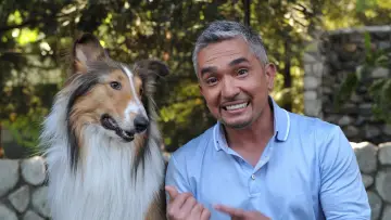 Backdrop for the TV series "Dog Whisperer" #1444528