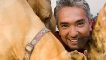 Backdrop for the TV series "Dog Whisperer" #1444532