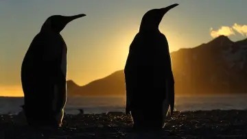 Backdrop for the TV series "Frozen Planet" #1455630
