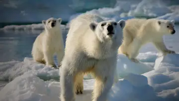 Backdrop for the TV series "Frozen Planet" #1455631