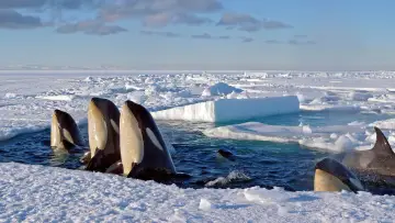 Backdrop for the TV series "Frozen Planet" #1455632