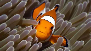 Backdrop for the TV series "The Blue Planet" #1455581
