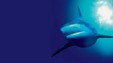 Backdrop for the TV series "The Blue Planet" #1455583