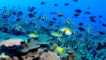 Backdrop for the TV series "The Blue Planet" #1455584