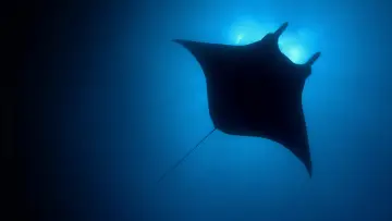 Backdrop for the TV series "The Blue Planet" #1455586