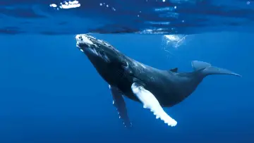 Backdrop for the TV series "The Blue Planet" #1455587