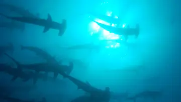 Backdrop for the TV series "The Blue Planet" #1455588