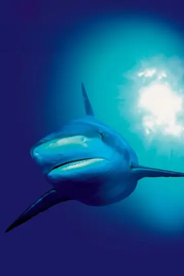 Poster for the TV series "The Blue Planet" #1455612