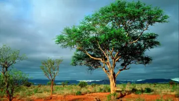Backdrop for the TV series "Nature" #1293917