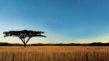 Backdrop for the TV series "Nature" #1293918