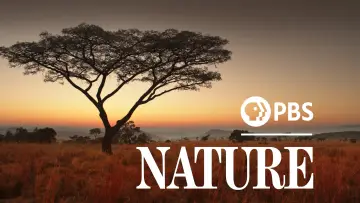 Backdrop for the TV series "Nature" #1293922
