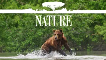 Backdrop for the TV series "Nature" #1293928