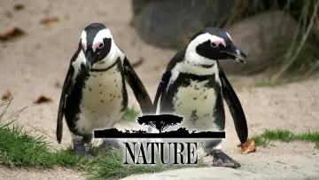 Backdrop for the TV series "Nature" #1293939