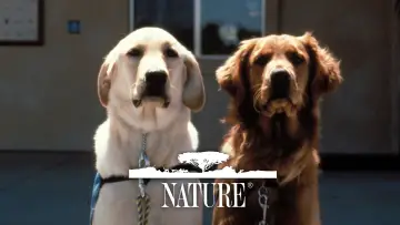 Backdrop for the TV series "Nature" #1293940