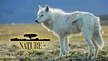 Backdrop for the TV series "Nature" #1293941