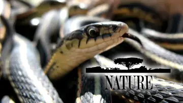 Backdrop for the TV series "Nature" #1293942