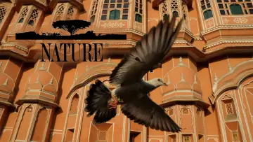 Backdrop for the TV series "Nature" #1293943