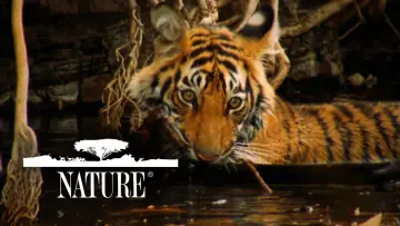 Backdrop for the TV series "Nature" #1293945