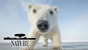 Backdrop for the TV series "Nature" #1293947